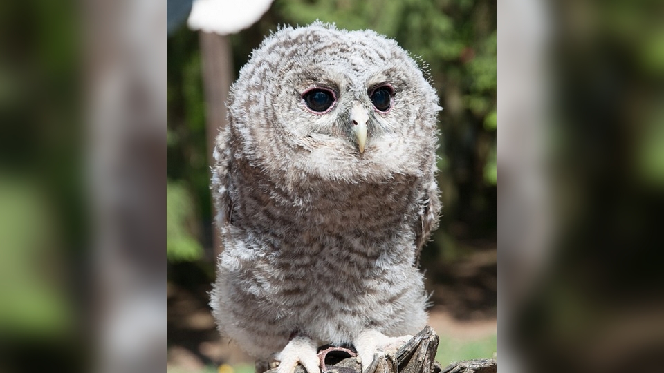 Seine-Maritime : deux bébés chouettes tombés de leur nid sauvés par des jardiniers