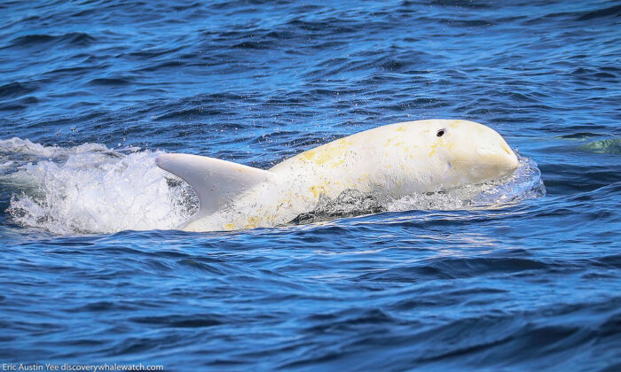 Un photographe capture des images étonnantes du rare dauphin blanc « Casper » dans la baie de Monterey