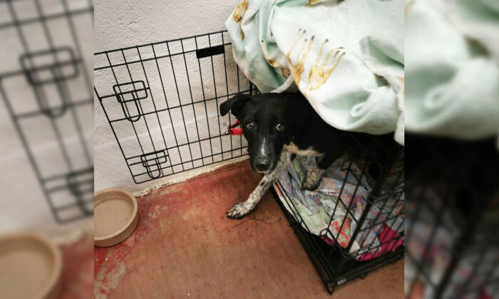 Un chien traumatisé dont personne ne voulait trouve enfin un foyer parfait avec un nouvel ami