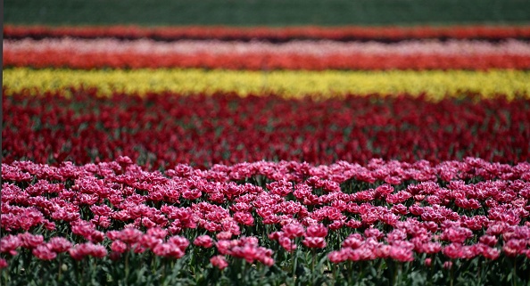 Pas-de-Calais : un agriculteur de Souchez propose des fleurs en libre-service