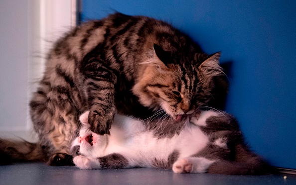 Turquie : une chatte amène ses chatons dans une clinique pour les faire soigner