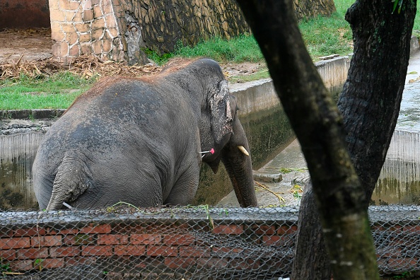 Une ONG demande de transférer « l&rsquo;éléphante la plus seule de Grande-Bretagne » en France