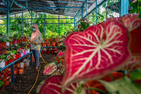 Confinement: les Malaisiens se prennent de passion pour une plante aux feuilles multicolores