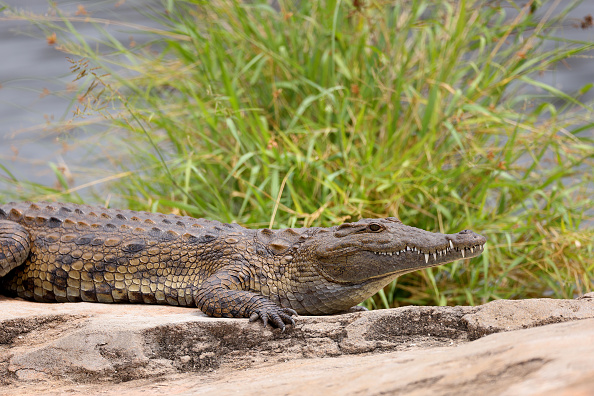 Afrique du Sud : un photographe publie des photos d’un crocodile en train de manger un requin