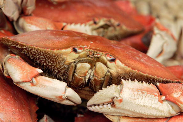 Dinard : un pêcheur prend un tourteau de plus de quatre kilos dans ses filets