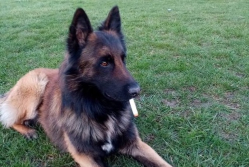 Elle promet 2.500 euros à qui retrouvera Malko, son chien berger belge disparu en Meurthe-et-Moselle en janvier