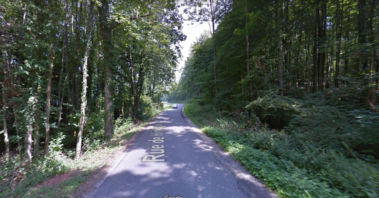 Haut-Rhin : pour laisser les grenouilles se reproduire, une petite route est fermée à la circulation chaque nuit en mars