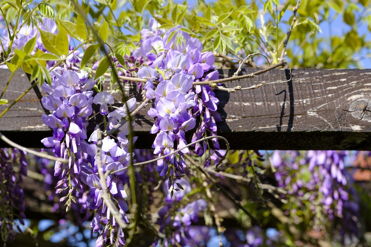 La célèbre glycine centenaire de la butte Montmartre tronçonnée par la mairie de Paris