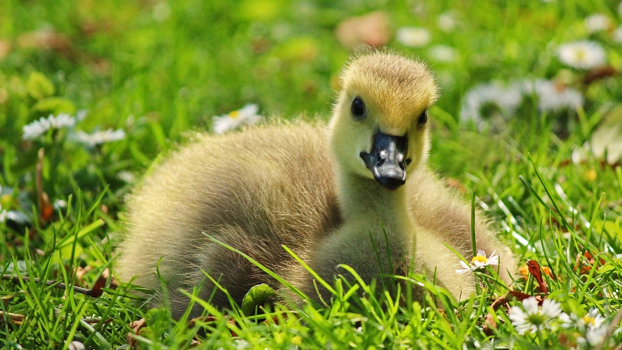 Bergerac : des pompiers aident une cane et ses canetons à traverser une route