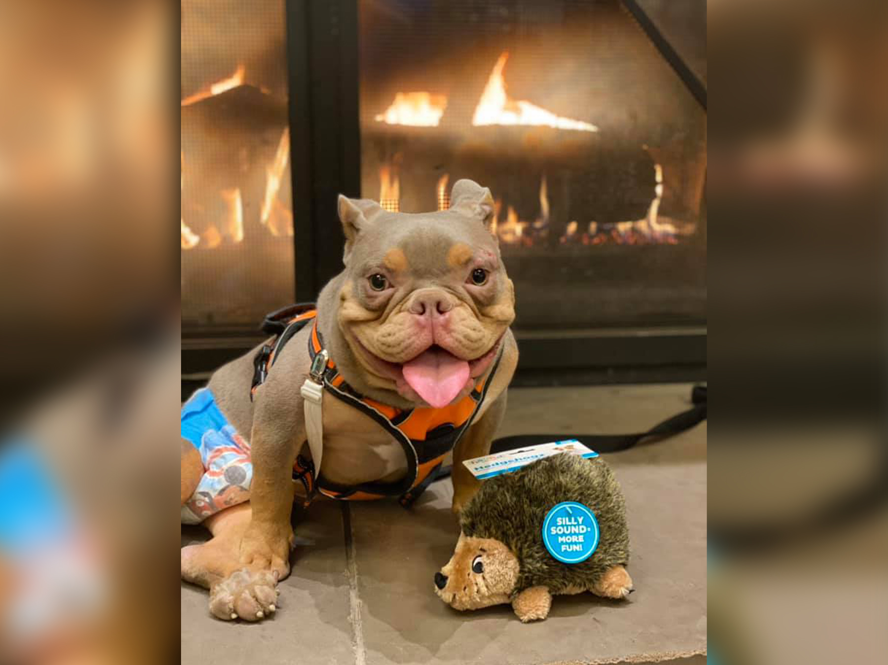 Un chien incontinent atteint de spina-bifida, rejeté par des adoptants potentiels, trouve une famille parfaite pour toujours