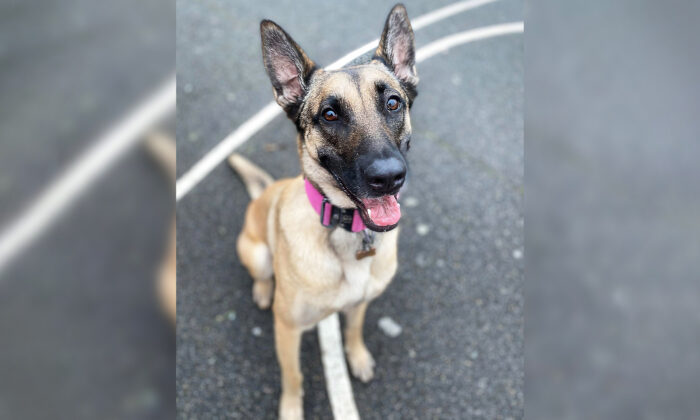 Deux nigauds qui tentaient de kidnapper un chien malinois prennent une bonne leçon