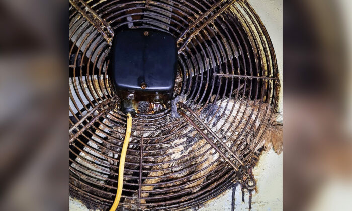 Une chouette reste coincée dans le ventilateur de la cuisine d’un hôtel pendant 2 jours, jusqu&rsquo;à ce que des sauveteurs l&rsquo;en sortent et lui dégraissent les plumes