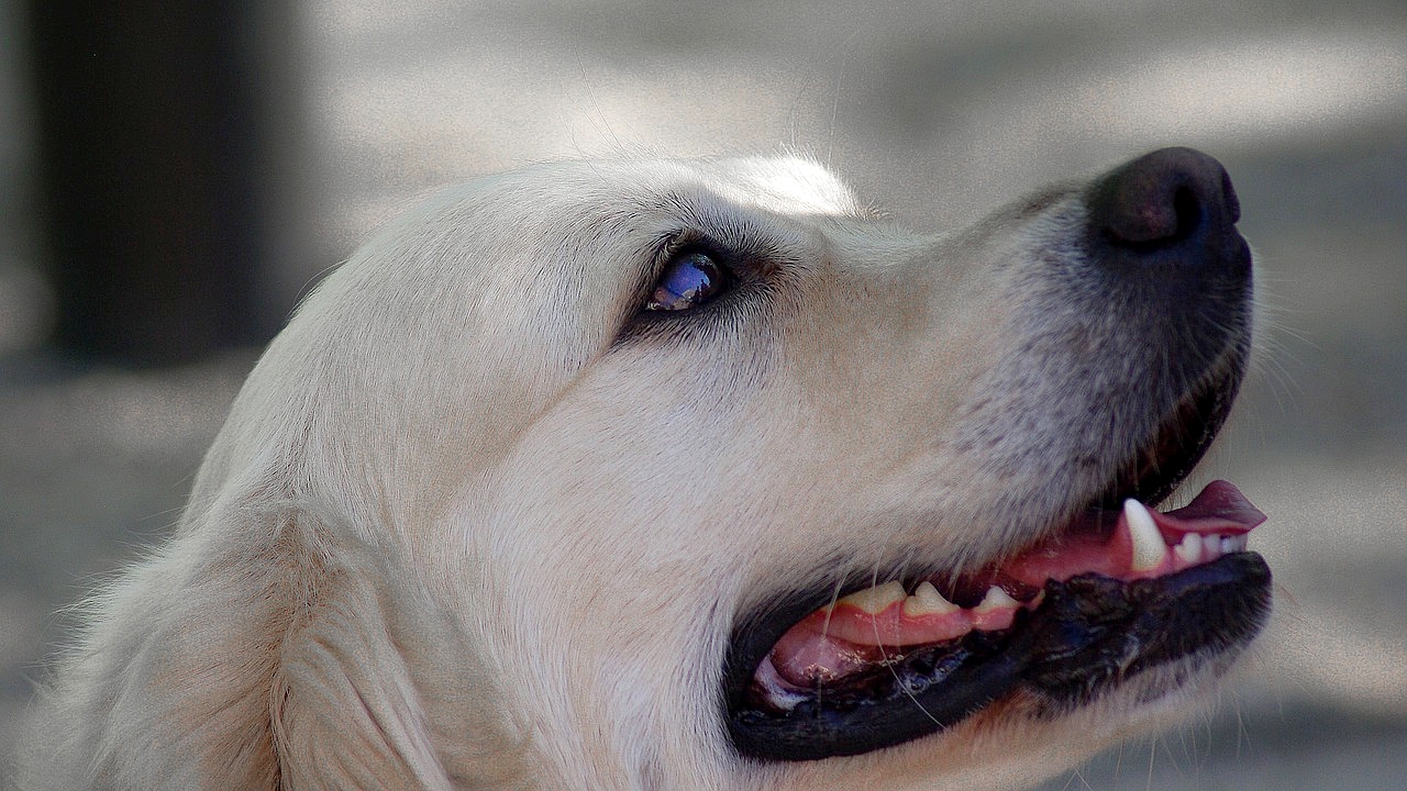 Deux-Sèvres : un lycée adopte un labrador pour apaiser les élèves