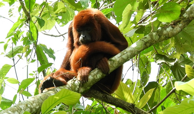 [Vidéo] Naissance rare d&rsquo;un singe hurleur roux au parc zoologique Planète sauvage, une première en France