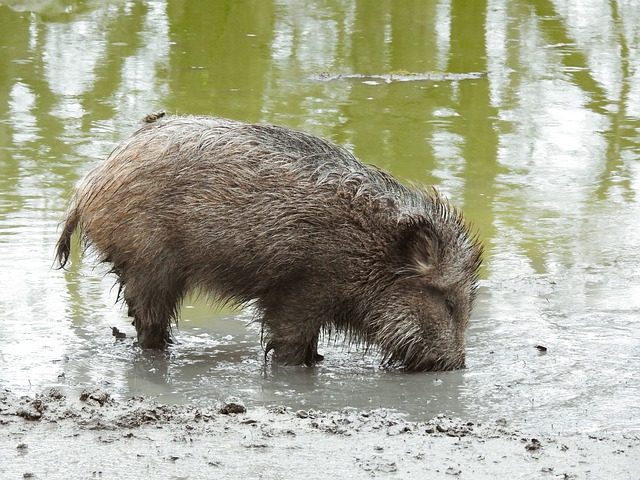Hauts-de-France : trois sangliers font trempette en baie de Somme – « C&rsquo;est l&rsquo;heure du bain ! »