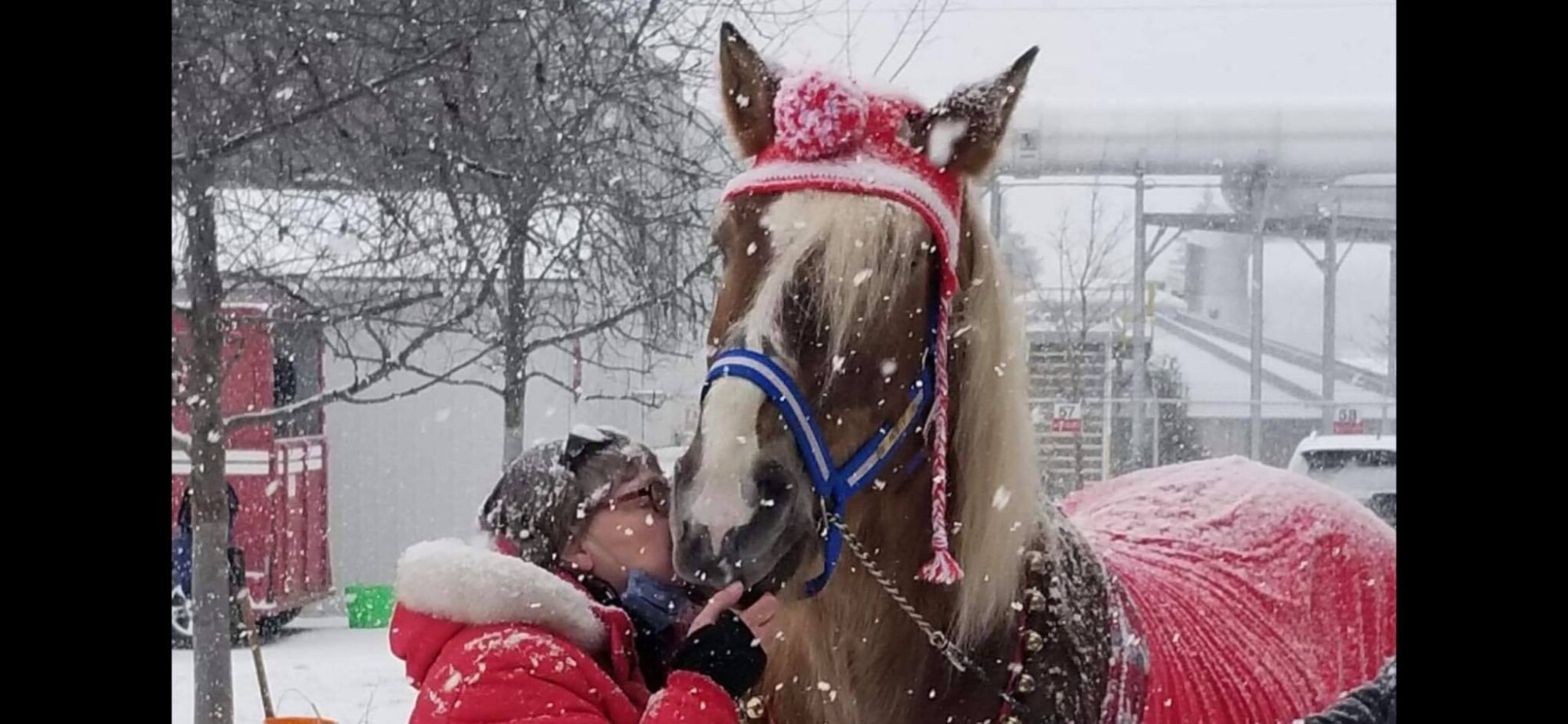 Montréal : d&rsquo;anciens chevaux de calèche apportent un soutien moral aux personnes âgées confinées