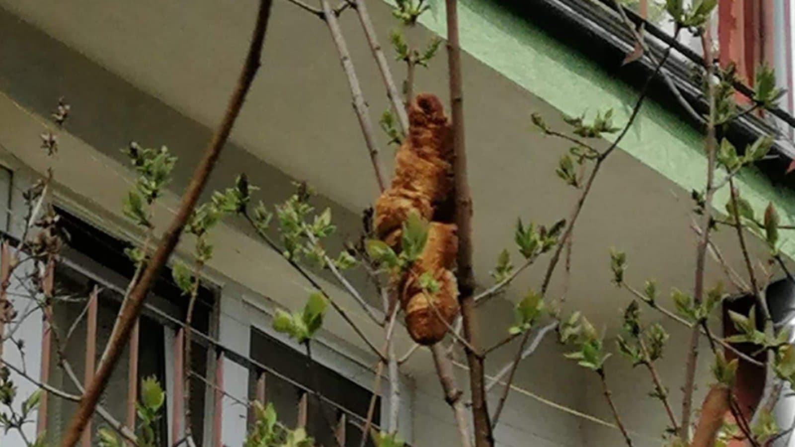 Pologne: un animal inquiétant dans un arbre se révèle être… un croissant