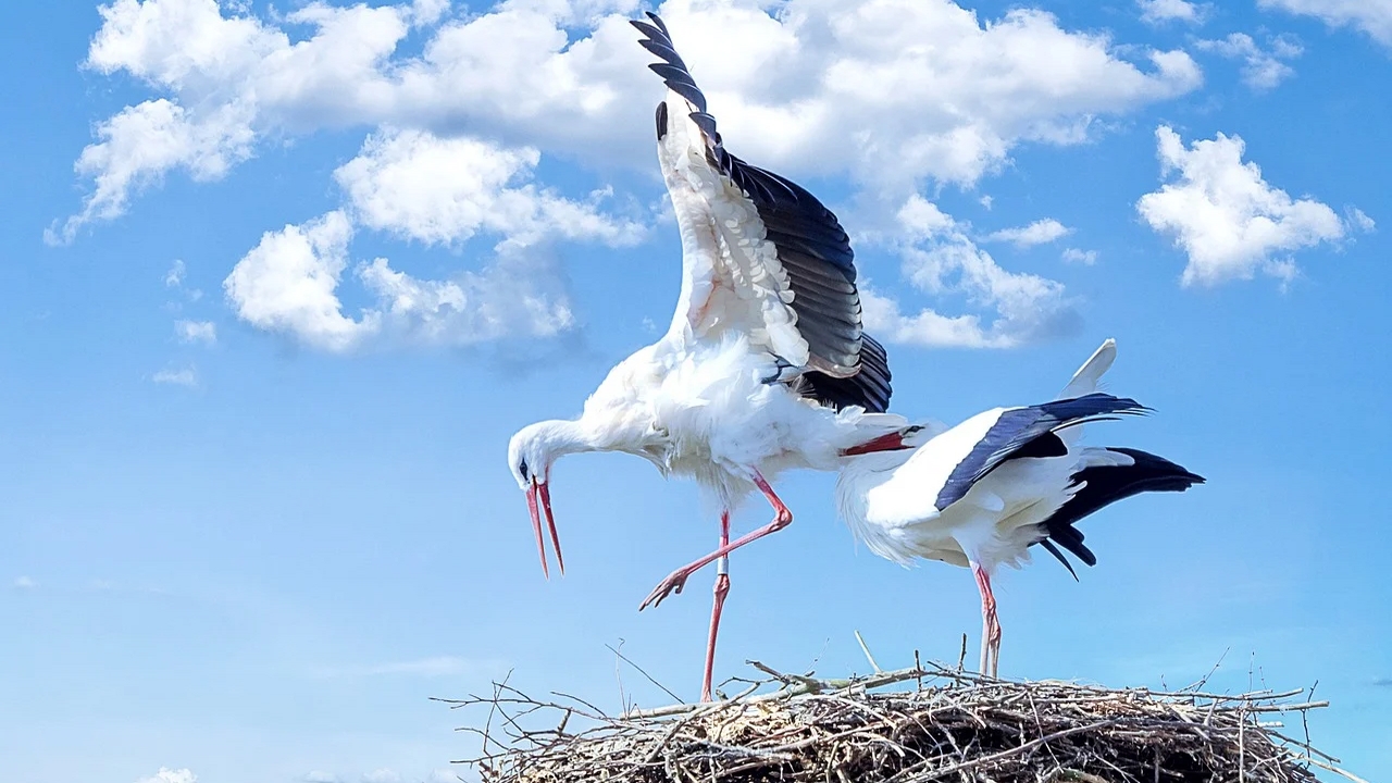 Ardèche : vue sur un superbe vol de plus de 700 cigognes blanches