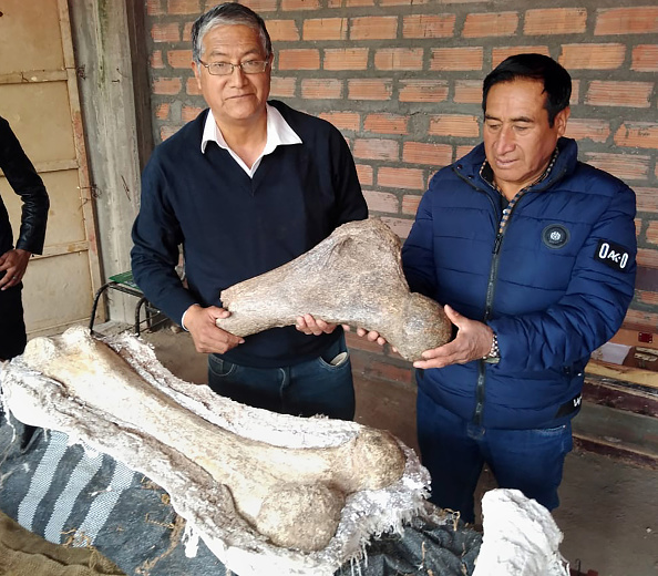 Des fossiles d&rsquo;éléphants préhistoriques saisis par la police à la frontière croate