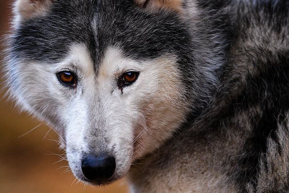 Yvelines : deux chiens errants confondus avec des loups sont la terreur des promeneurs depuis des mois, les élus cherchent des solutions