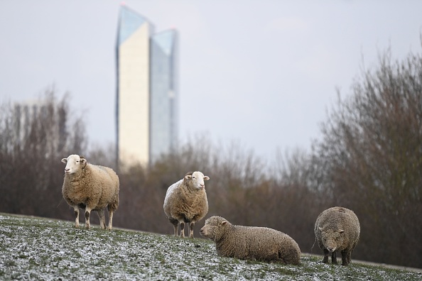 Dans une cité d&rsquo;Argenteuil, le projet de moutons en écopâturage arrêté au bout de 2 jours
