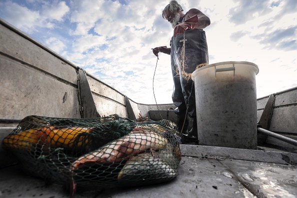Dordogne : des filets pour piéger les silures, véritables prédateurs des poissons migrateurs