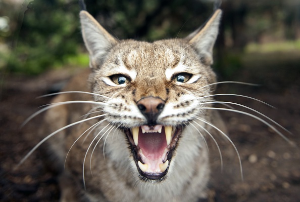 Vidéo : un homme sauve sa femme d&rsquo;une attaque de lynx enragé aux États-Unis