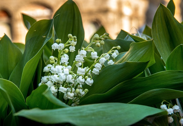 Muguet du 1er-Mai : retour quasi à la normale pour la vente du « porte-bonheur »