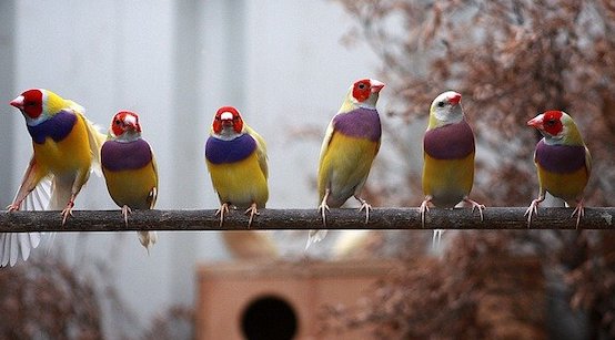 New York : coincé par la douane à l&rsquo;aéroport, il avait 35 pinsons vivants sur lui