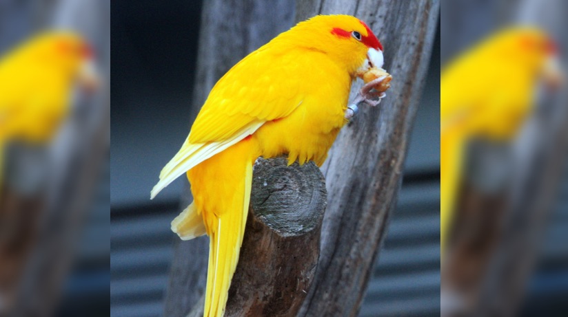 Dordogne : un mystérieux oiseau jaune bagué cherche son propriétaire
