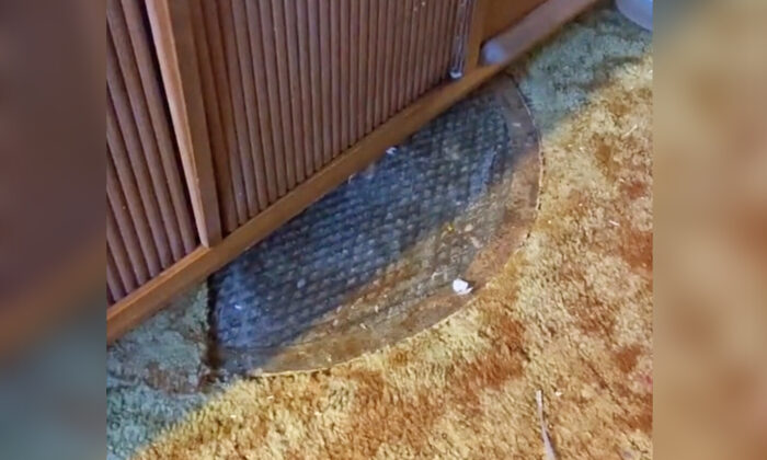 Une Californienne découvre dans sa chambre un regard menant à un abri anti-bombe secret des années 1950 : vidéo