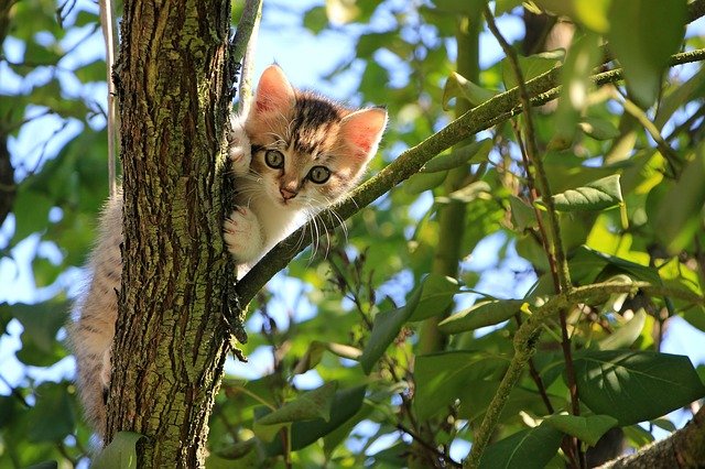 Nice : les nourrisseurs de chats errants, reconnus par la Ville, ont désormais une carte