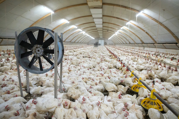 La consommation de poulet augmente, mais quid de ses conditions d&rsquo;élevage?