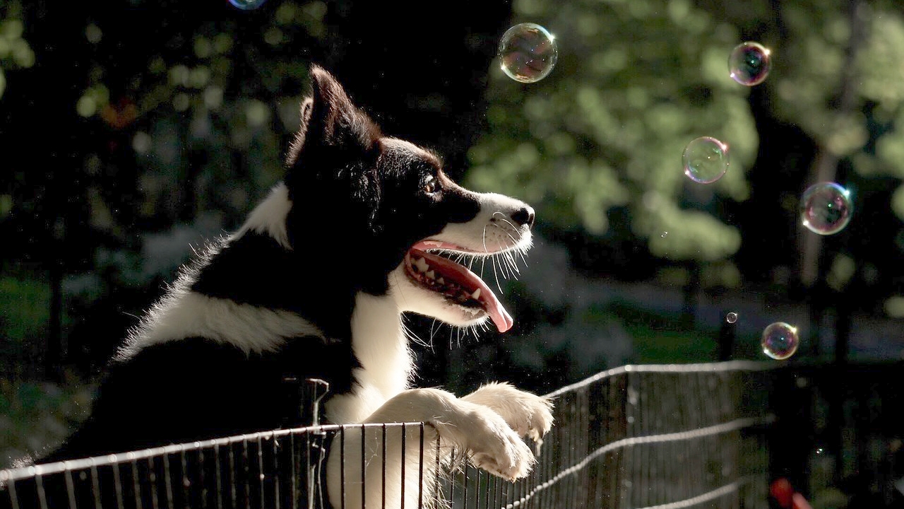 Angleterre : un chien de berger devenu sourd a appris la langue des signes