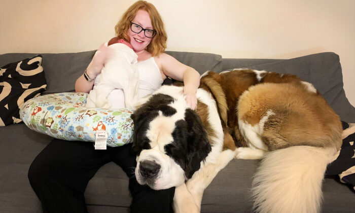 Un énorme saint-bernard de 73 kg nommé Hercule se prend pour un petit chien et écrase les invités de ses maîtres
