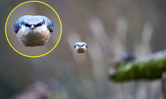Un photographe prend en photo un « Angry Bird » en chair et en os qui fonce comme une balle vers l&rsquo;appareil