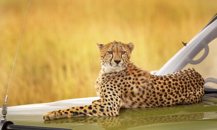 Ces participants à un safari sont stupéfaits de voir une famille de guépards monter sur leur véhicule pour se détendre et observer les gazelles
