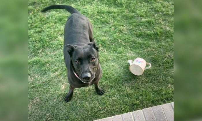 Un chien héroïque sauve une famille de 4 personnes contre un intrus armé d&rsquo;un couteau qui s&rsquo;était introduit dans leur maison