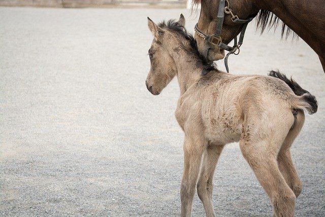 [Vidéo] Naissance de poulains jumeaux chez des éleveurs du Cotentin installés depuis un an : « C&rsquo;est exceptionnel ! »