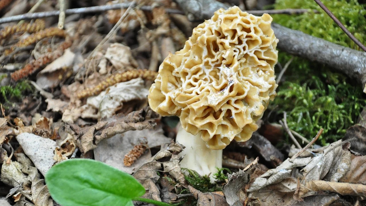 Un cueilleur chanceux récolte près d&rsquo;un kilo de morilles en Seine-et-Marne