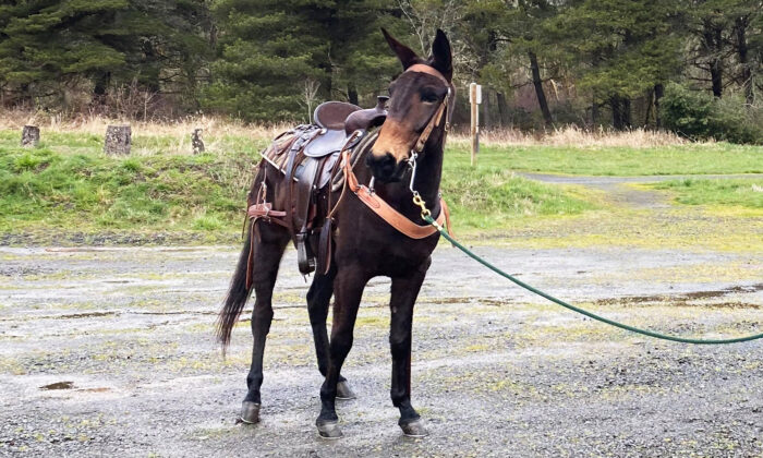 Une mule conduit des randonneurs jusqu&rsquo;à son propriétaire, âgé de 60 ans, blessé dans une chute lors d&rsquo;une randonnée