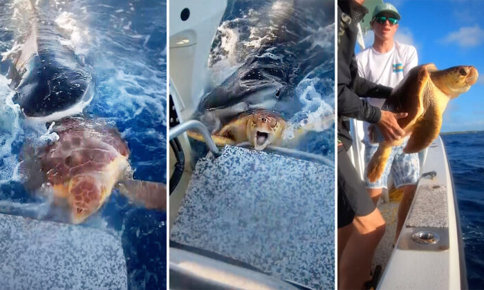 VIDÉO : des pêcheurs repèrent une tortue de mer prise dans les mâchoires d&rsquo;un requin-tigre et lui viennent en aide