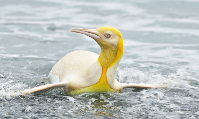 Un photographe animalier capture des photos d&rsquo;un rare manchot jaune parmi une colonie au Royaume-Uni