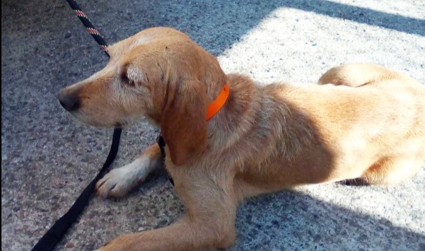 Lot-et-Garonne : une malheureuse chienne courait depuis 13 jours sur les routes avec son collier orange