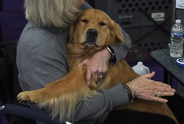 « Son visage s’illumine lorsqu’elle le voit arriver » : un chien de thérapie se rend chaque jour dans une résidence pour personnes âgées