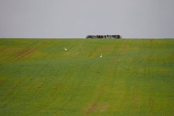 Replanter des haies pour « remettre de la biodiversité dans les plaines », déclare la présidente de la FNSEA en visite dans la Marne