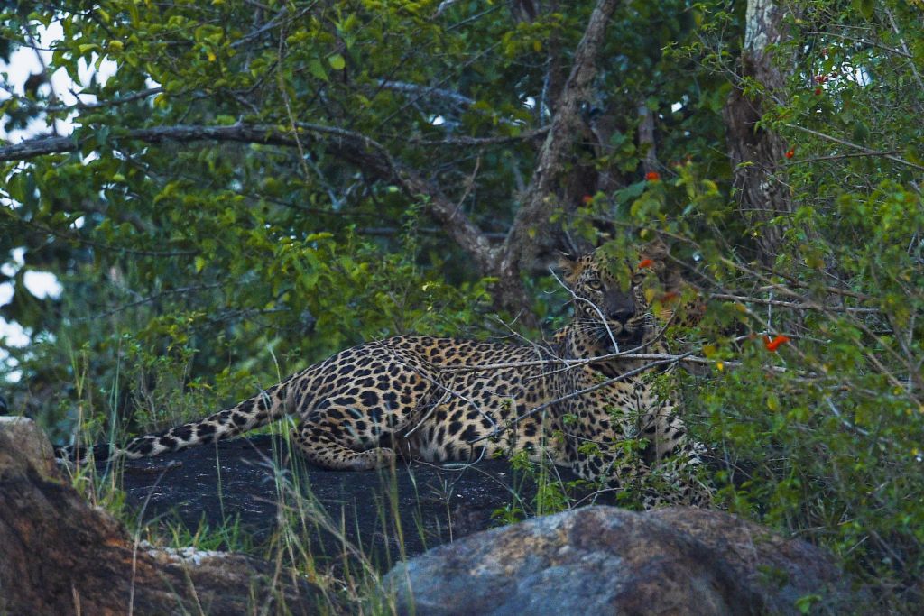 Un couple de panthères de Perse photographié pour la première fois au Pakistan