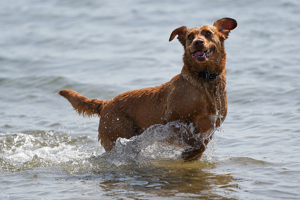 Côtes-d’Armor : deux chiens fugueurs surpris par la marée sont sauvés par les pompiers