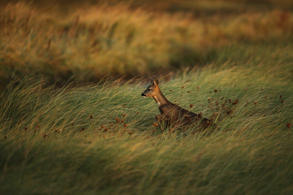 Gironde : un chevreuil s&rsquo;égare dans une école maternelle, la police municipale aide à le libérer