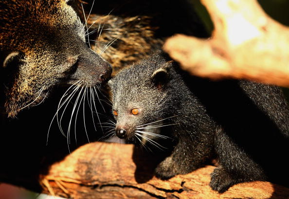 Naissance exceptionnelle d’un bébé binturong au sein du parc animalier d&rsquo;Auvergne, un espoir pour l’espèce menacée